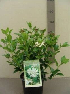 Groenblijvende Sneeuwbal (Viburnum Tinus 'Eve Price') -DIRECTPLANT Winkel 20130119172735 50 10
