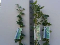 Klimop In Boogvorm (Hedera Hibernica) -DIRECTPLANT Winkel 20130120142024 1