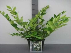 Liguster (Ligustrum Japonicum 'Texanum') 11 Liguster (Ligustrum Japonicum 'Texanum') -DIRECTPLANT Winkel 20130120144123 7