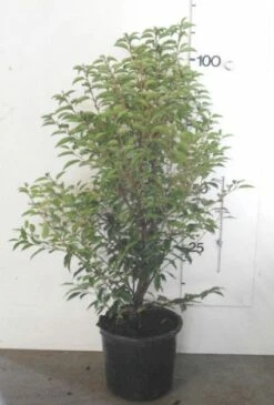 Portugese Laurier, Piramide (Prunus Lusitanica ) -DIRECTPLANT Winkel 20130120154147 8