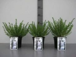 Prostanthera (Prostanthera Cuneata) -DIRECTPLANT Winkel 20130120155913 1