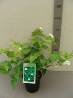 Schijnkerria (Rhodotypos Scandens) -DIRECTPLANT Winkel 20130120160447 1