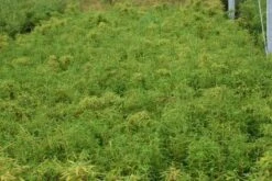 Niet Woekerende Bamboe (Fargesia Robusta) -DIRECTPLANT Winkel 20130121115059 5