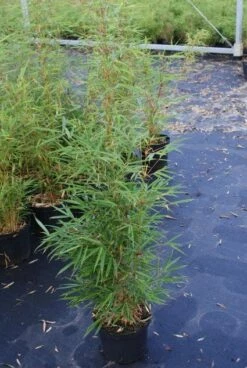 Niet Woekerende Bamboe (Fargesia Robusta) -DIRECTPLANT Winkel 20130121115128 5