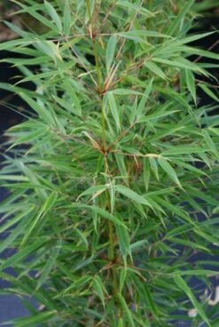 Niet Woekerende Bamboe (Fargesia Robusta) -DIRECTPLANT Winkel 20130121115155 5