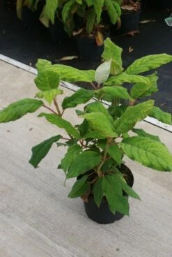 Fluweelhortensia (Hydrangea Aspera 'Macrophylla') -DIRECTPLANT Winkel 20130121123911 6