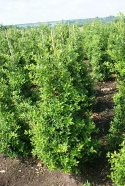 Hulst (Ilex Aquifolium 'Silver Queen') -DIRECTPLANT Winkel 20130121124351 11