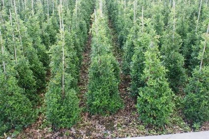 Hulst (Ilex Aquifolium 'Silver Queen') 3 Hulst (Ilex Aquifolium 'Silver Queen')