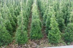 Hulst (Ilex Aquifolium 'Silver Queen')