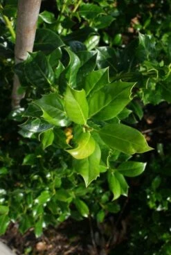 Hulst (Ilex Aquifolium J.C. Van Tol) -DIRECTPLANT Winkel 20130121125215 11 1