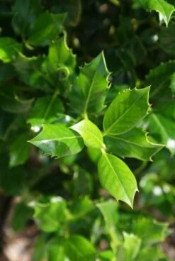 Hulst (Ilex Aquifolium J.C. Van Tol) -DIRECTPLANT Winkel 20130121125258 11 1