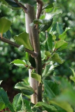 Blauwe Hulst (Ilex Meserveae 'Blue Prince') -DIRECTPLANT Winkel 20130121125422 10