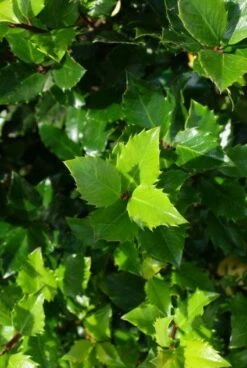 Blauwe Hulst (Ilex Meserveae 'Blue Prince') -DIRECTPLANT Winkel 20130121125453 10