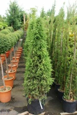 Jeneverbes (Juniperus Communis 'Hibernica') 14 Jeneverbes (Juniperus Communis 'Hibernica') -DIRECTPLANT Winkel 20130121125813 7