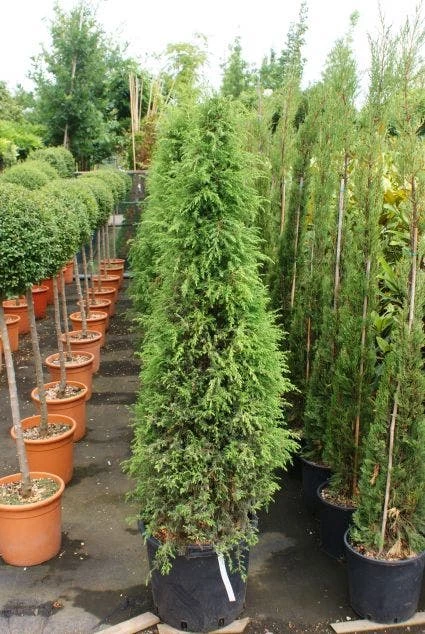 Jeneverbes (Juniperus Communis 'Hibernica') 6 Jeneverbes (Juniperus Communis 'Hibernica') - Afbeelding 4