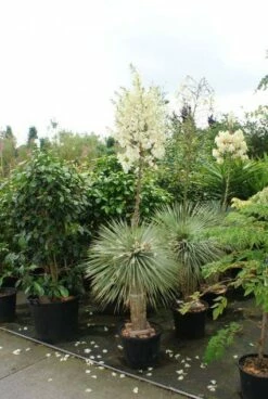 Palmlelie (Yucca Flaccida 'Golden Sword') -DIRECTPLANT Winkel 20130121131129 1