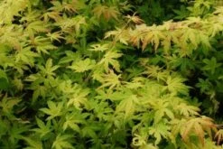 Japanse Esdoorn (Acer Palmatum 'Orange Dream') -DIRECTPLANT Winkel 20130121134146 4