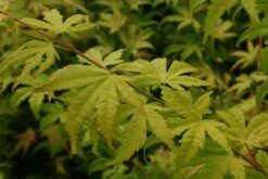 Japanse Esdoorn (Acer Palmatum 'Orange Dream') -DIRECTPLANT Winkel 20130121134212 4 1