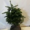 Nordmann-spar (Abies Nordmanniana) -DIRECTPLANT Winkel 20130121163159 21