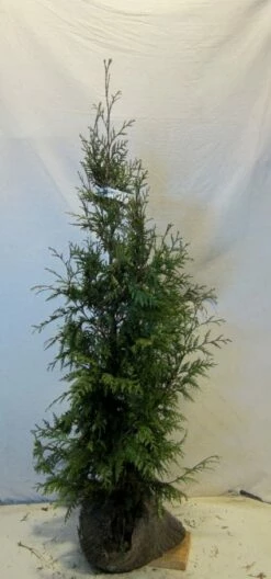 Levensboom (Thuja Plicata 'Martin') -DIRECTPLANT Winkel 20130122153123 8 2