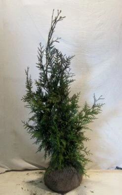 Levensboom (Thuja Plicata 'Martin') -DIRECTPLANT Winkel 20130122153141 8 2
