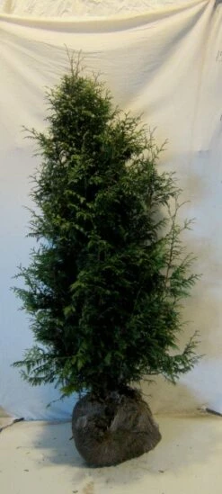 Levensboom (Thuja Plicata 'Gelderland') -DIRECTPLANT Winkel 20130122154554 8