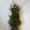 Levensboom (Thuja Plicata 'Gelderland') -DIRECTPLANT Winkel 20130122154607 8 1