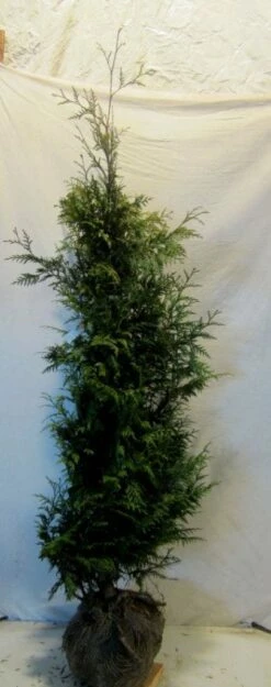 Reuzenlevensboom (Thuja Plicata 'Excelsa') -DIRECTPLANT Winkel 20130122155321 9