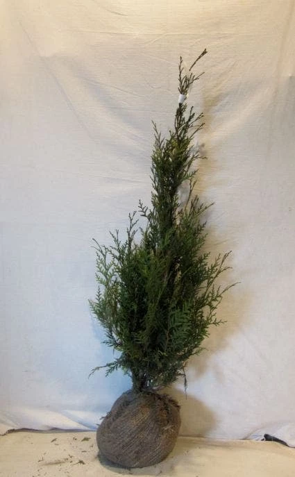 Levensboom (Thuja Plicata 'Atrovirens') 7 Levensboom (Thuja Plicata 'Atrovirens') - Afbeelding 5