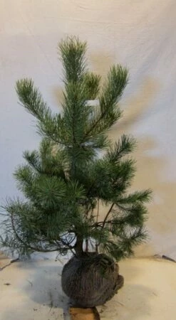 Grove Den, Solitair (Pinus Sylvestris) 19 Grove Den, Solitair (Pinus Sylvestris) -DIRECTPLANT Winkel 20130125134849 18 1