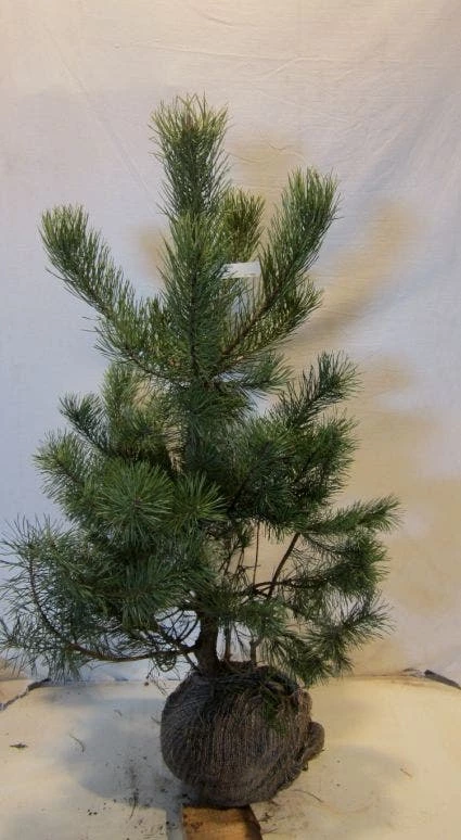 Grove Den, Solitair (Pinus Sylvestris) 6 Grove Den, Solitair (Pinus Sylvestris) - Afbeelding 4