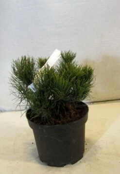 Bergden (Pinus Mugo Mughus) 16 Bergden (Pinus Mugo Mughus) -DIRECTPLANT Winkel 20130125135845 13