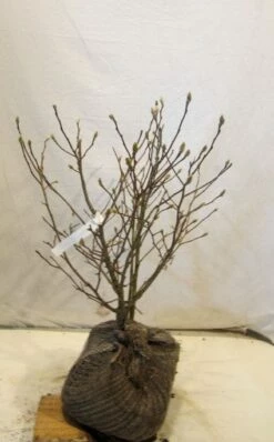 Stermagnolia (Magnolia Stellata) -DIRECTPLANT Winkel 20130125153753 13