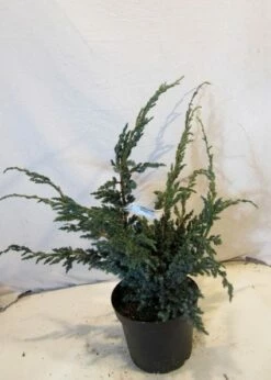 Jeneverbes (Juniperus Squamata 'Meyeri') -DIRECTPLANT Winkel 20130125154429 3 1