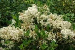 Texaanse Liguster/Liguster (Ligustrum Texanum 'Silver Star') -DIRECTPLANT Winkel 20130125154606 4