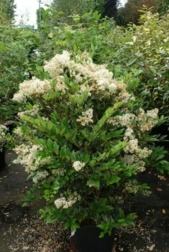 Texaanse Liguster/Liguster (Ligustrum Texanum 'Silver Star') -DIRECTPLANT Winkel 20130125154621 4