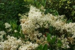 Texaanse Liguster/Liguster (Ligustrum Texanum 'Silver Star')