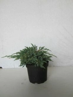 Jeneverbes (Juniperus Squamata 'Blue Carpet') -DIRECTPLANT Winkel 20130125154733 4
