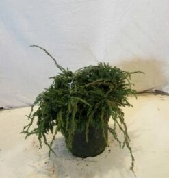 Jeneverbes (Juniperus Squamata 'Blue Carpet') -DIRECTPLANT Winkel 20130125154745 4