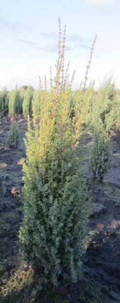 Jeneverbes (Juniperus Communis 'Arnold') -DIRECTPLANT Winkel 20130125155946 3 2