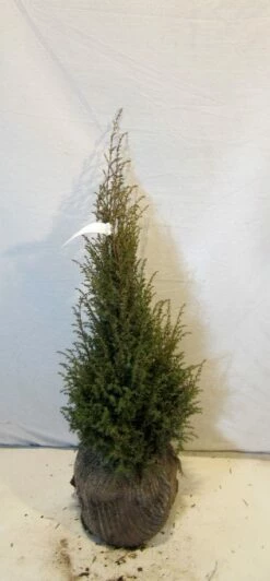 Jeneverbes (Juniperus Communis 'Hibernica') 19 Jeneverbes (Juniperus Communis 'Hibernica') -DIRECTPLANT Winkel 20130125161445 7 1