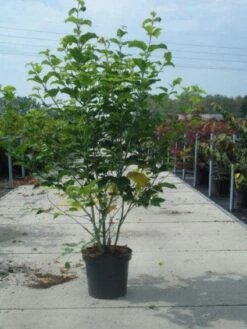 Japanse Slangehuidesdoorn (Acer Rufinerve) -DIRECTPLANT Winkel 20130214095426 11