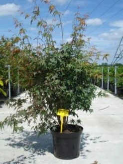 Japanse Esdoorn (Acer Palmatum) -DIRECTPLANT Winkel 20130214095740 11