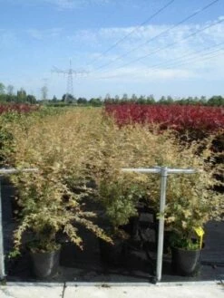Japanse Esdoorn (Acer Palmatum 'Butterfly') -DIRECTPLANT Winkel 20130214100416 8