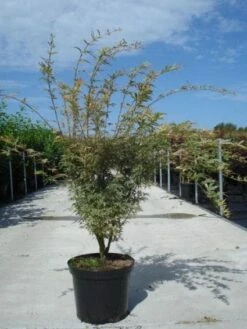 Japanse Esdoorn (Acer Palmatum 'Butterfly') 16 Japanse Esdoorn (Acer Palmatum 'Butterfly') -DIRECTPLANT Winkel 20130214100424 8 1