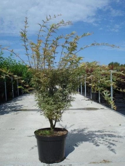 Japanse Esdoorn (Acer Palmatum 'Butterfly') 6 Japanse Esdoorn (Acer Palmatum 'Butterfly') - Afbeelding 4