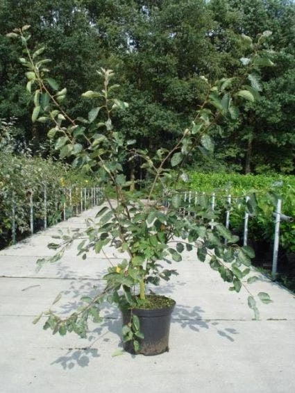 Krentenboom Als Struik (Amelanchier Lamarckii) 6 Krentenboom Als Struik (Amelanchier Lamarckii) - Afbeelding 4