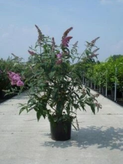Vlinderstruik (Buddleja Davidii 'Black Knight') -DIRECTPLANT Winkel 20130214101325 5 1