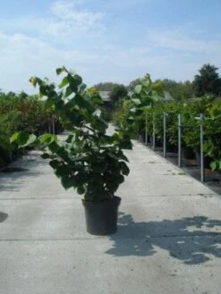 Chinese Judasboom (Cercis Chinensis 'Avondale') -DIRECTPLANT Winkel 20130214102822 5 1