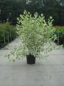 Bonte Kornoelje (Cornus Alba 'Elegantissima') -DIRECTPLANT Winkel 20130214103242 3
